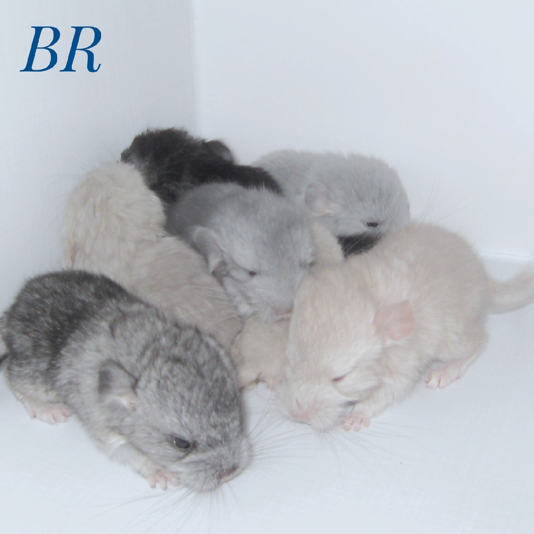 Лучшая генетическая база шиншилл