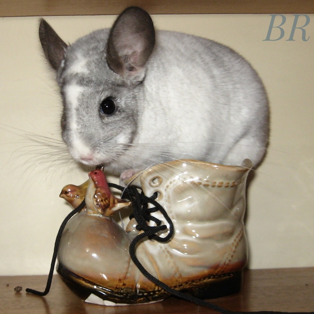 Аукцион лучших шиншилл